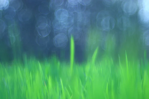 Texture of fresh green grass — Stock Photo, Image