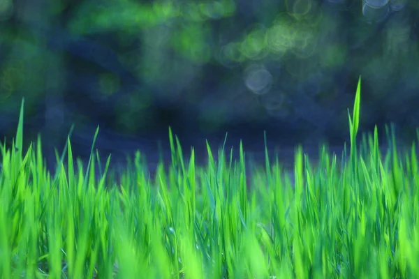 Textura de hierba verde fresca — Foto de Stock