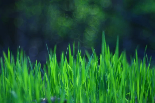 新鲜的绿色草地的纹理 — 图库照片