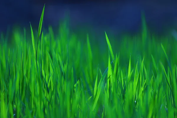 Υφή φρέσκο πράσινο χορτάρι — Φωτογραφία Αρχείου