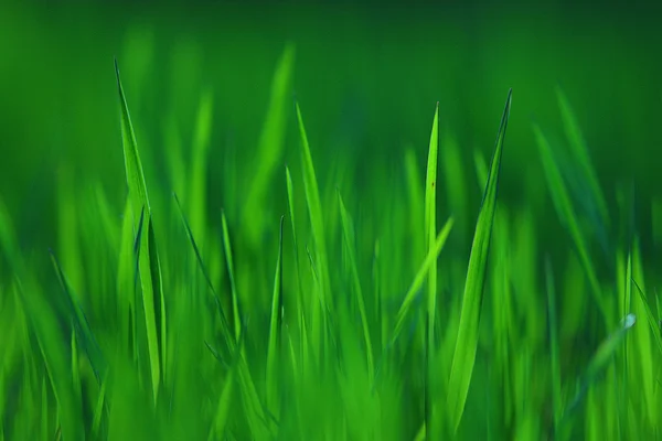 Текстура свіжої зеленої трави — стокове фото