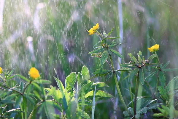 Fleurs sauvages dans le champ — Photo