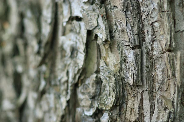 Tekstura kory drzew — Zdjęcie stockowe