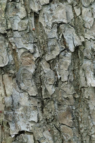 Textuur van boomschors — Stockfoto