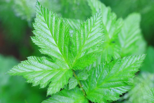 新鲜的绿色草地的纹理 — 图库照片