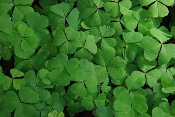 Textura de trébol verde — Foto de Stock