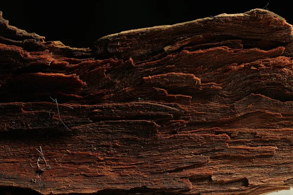 Textura de fondo de madera árbol viejo — Foto de Stock