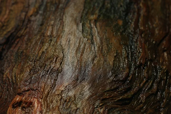 Textura de fondo de madera árbol viejo —  Fotos de Stock