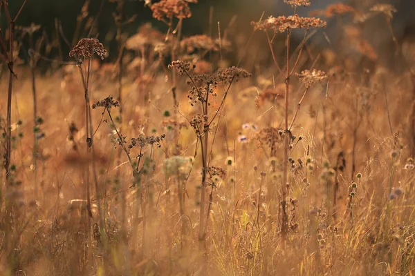 Fond d'automne orange flou — Photo