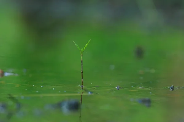 Grama com orvalho após a chuva — Fotografia de Stock