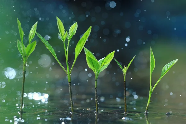 Grass with dew after rain — Stock Photo, Image