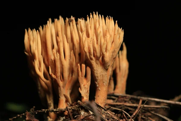 Cogumelo de coral laranja — Fotografia de Stock