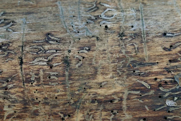 Texture of old wood — Stock Photo, Image