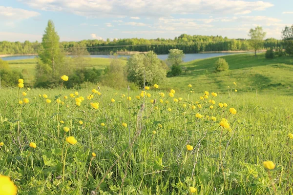 sunny field with yellow flowers