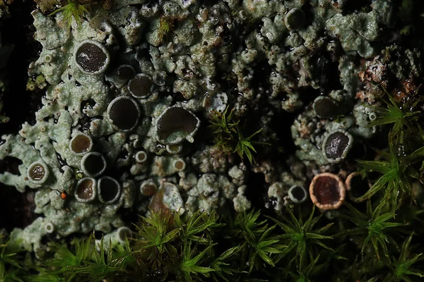 Texture moss lichen — Stock Photo, Image
