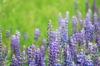 Tarlada yabani çiçekler