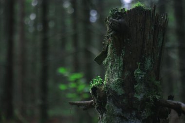 Sonbahar parkı manzarası