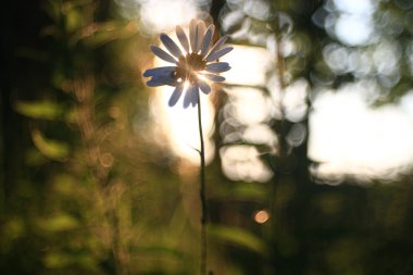 güzel papatya arka plan