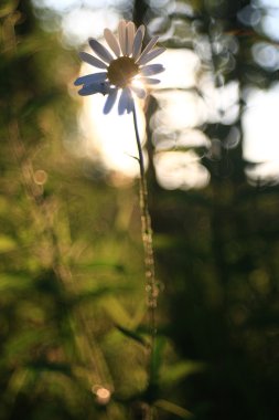 güzel papatya arka plan