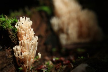 Beyaz küçük mantar doku