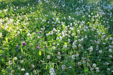 Yaz manzara arka plan