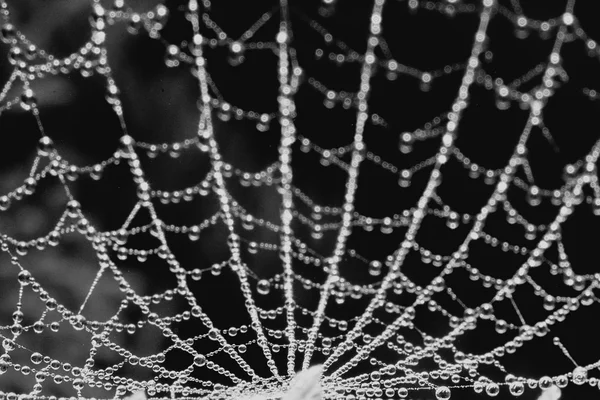 Rocío telaraña en el bosque — Foto de Stock