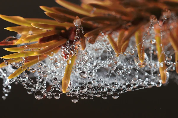 Spindelnät dagg i skogen — Stockfoto