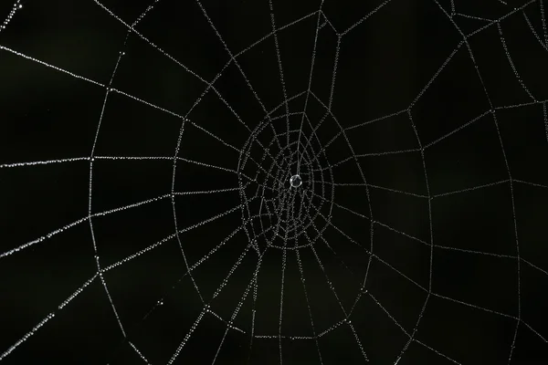 Spinnenweb in het bos — Stockfoto