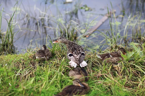 Duck in city park — Stock Photo, Image