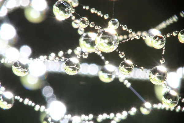 Spider web in the forest — Stock Photo, Image