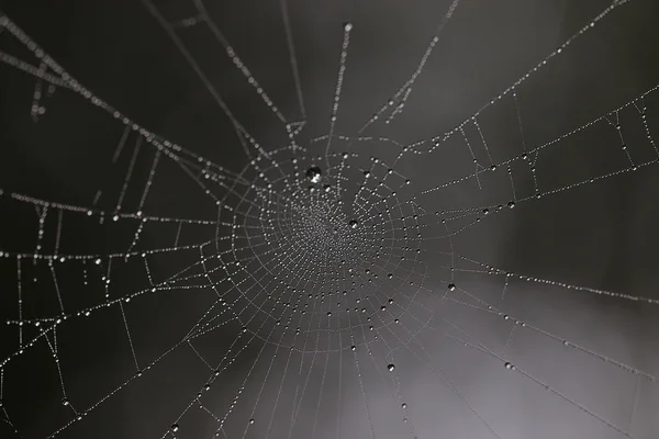 Spinnennetz im Wald — Stockfoto