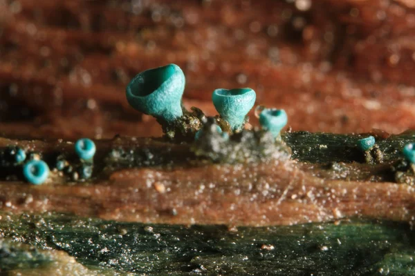 Ядовитые грибы в лесу — стоковое фото