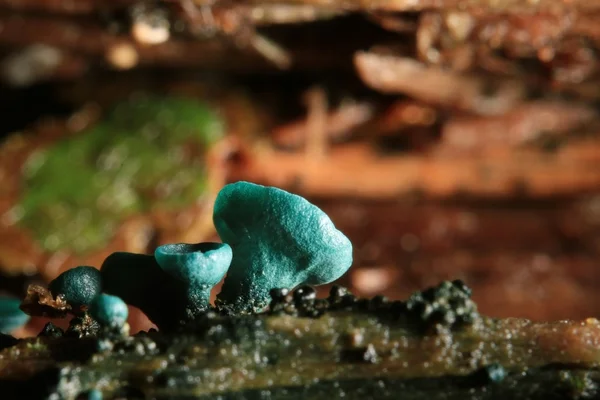 Cogumelos musgo macro — Fotografia de Stock