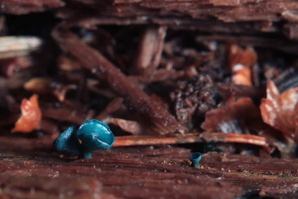 Jamur kecil macro moss — Stok Foto