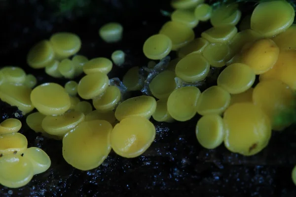 Liten svamp makro moss — Stockfoto