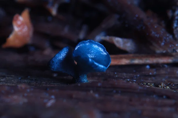 Small mushrooms macro moss — Stock Photo, Image