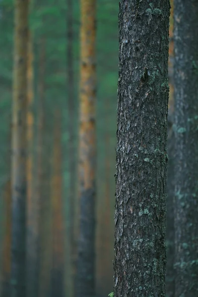 Texture de l'écorce d'arbre — Photo