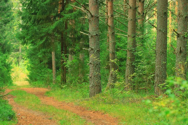 Sommaren spruce skog — Stockfoto