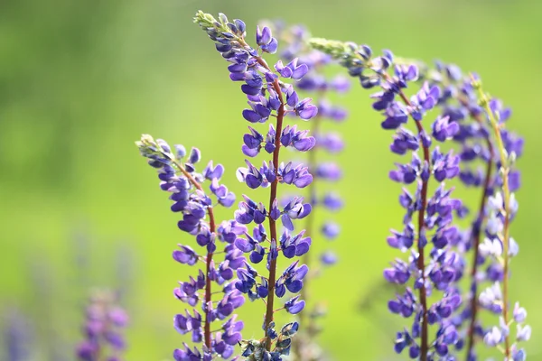 Fleurs sauvages dans le champ — Photo