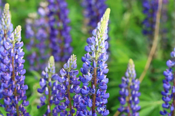 Wild flowers in the field — Stock Photo, Image