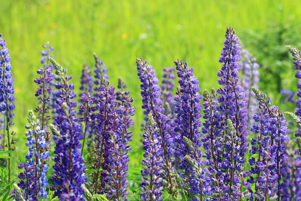 Fleurs sauvages dans le champ — Photo