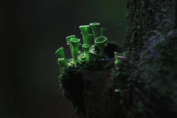 Moisissure champignons macro — Photo