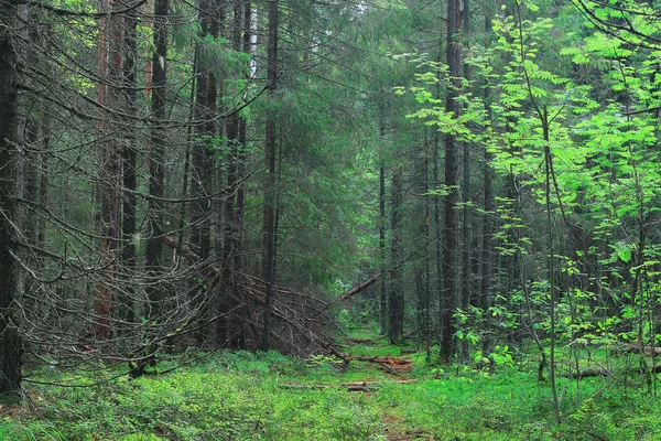 Nyári sűrű erdő — Stock Fotó