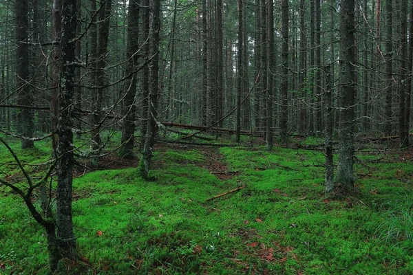 Sommer dichter Wald l — Stockfoto