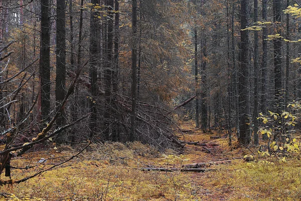 Podzimní krajina parku — Stock fotografie