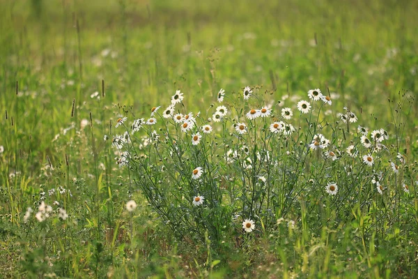 Wilde bloemen in het veld — Stockfoto