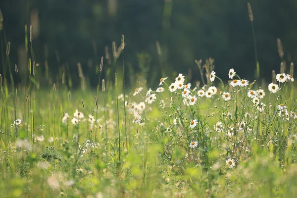 Wild flowers in the field — Stock Photo, Image