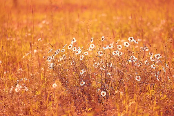 Wildblumen auf dem Feld — Stockfoto