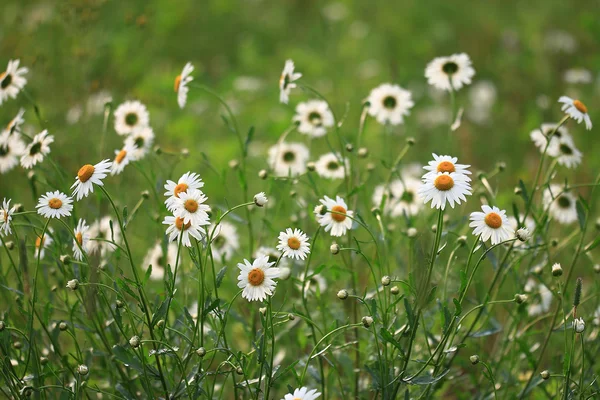 Wilde bloemen in het veld — Stockfoto