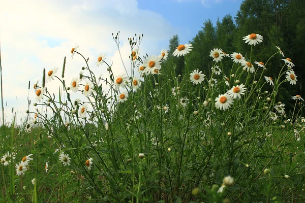 Wilde bloemen in het veld — Stockfoto
